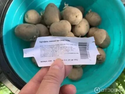 Картофель синеглазка описание сорта фото отзывы сроки