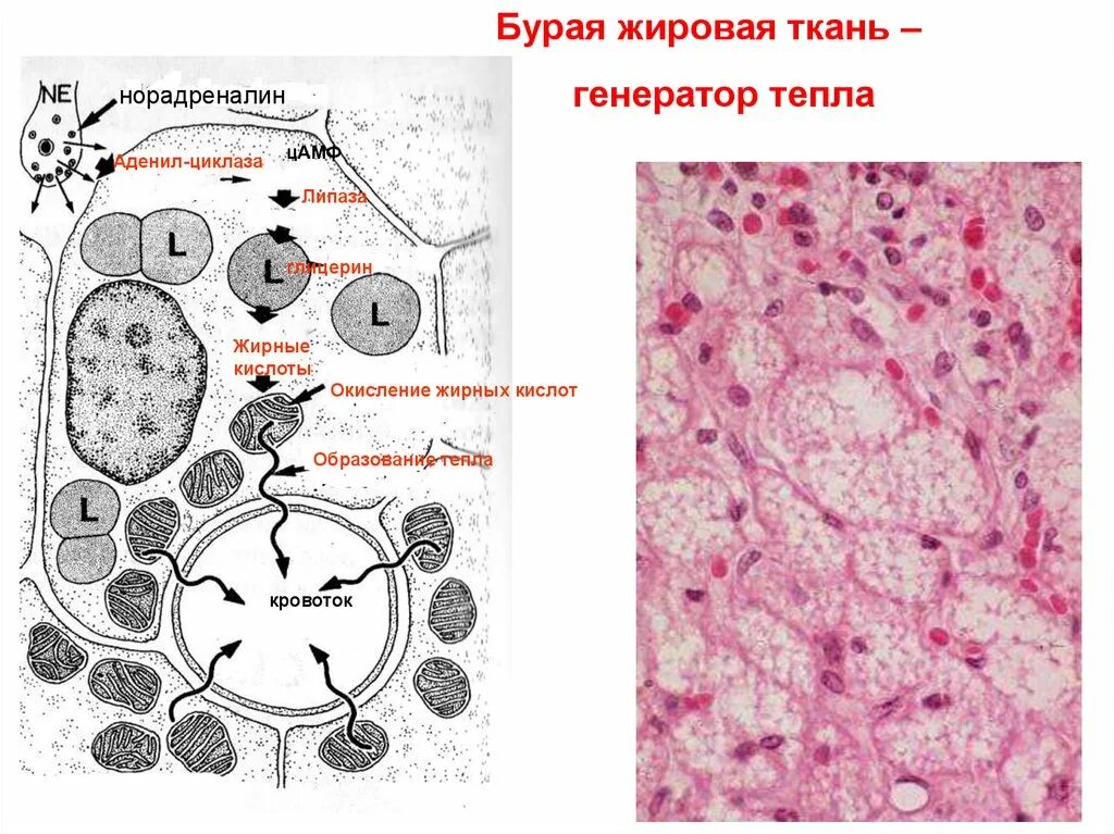 Генерация тканей. Первичные перевиваемые полуперевиваемые культуры клеток. Направленная тканевая регенерация в пародонтологии. Жировая ткань строение гистология. Функции нервной ткани животных.