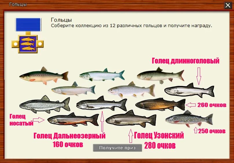 Голец к какой рыбе относится. Рыба семейства лососевых голец. разновидность гольца рыба. голец морская или речная рыба.