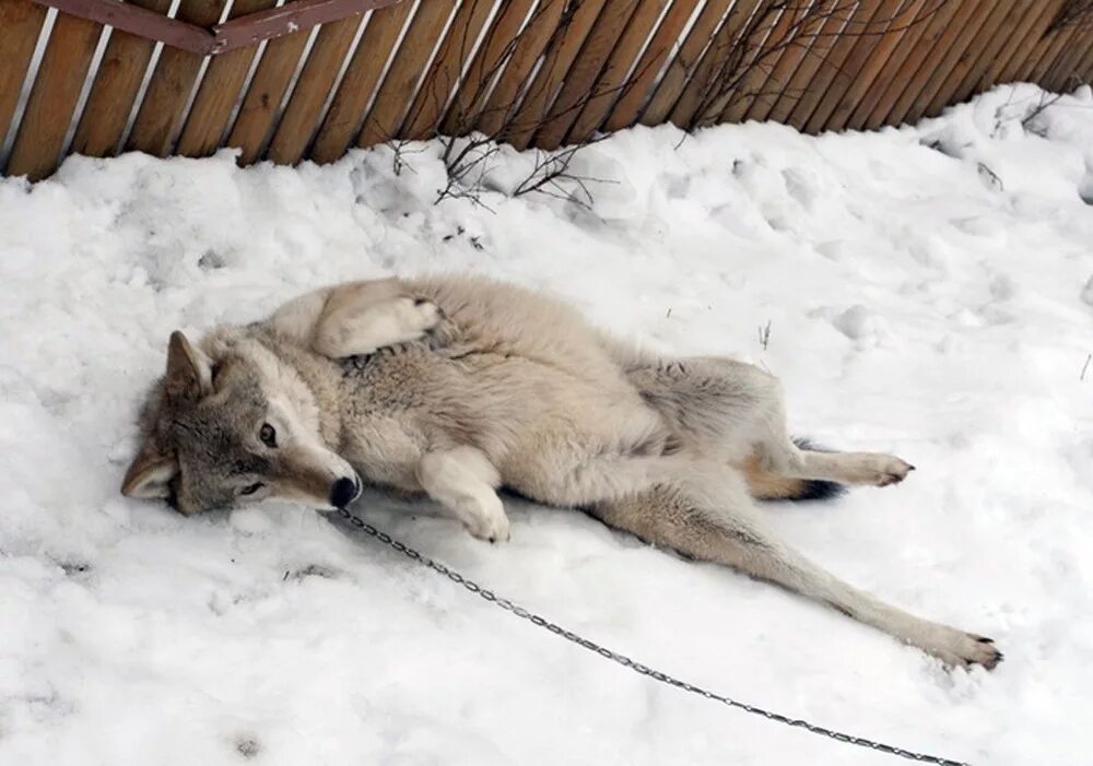 Волк в домашних условиях