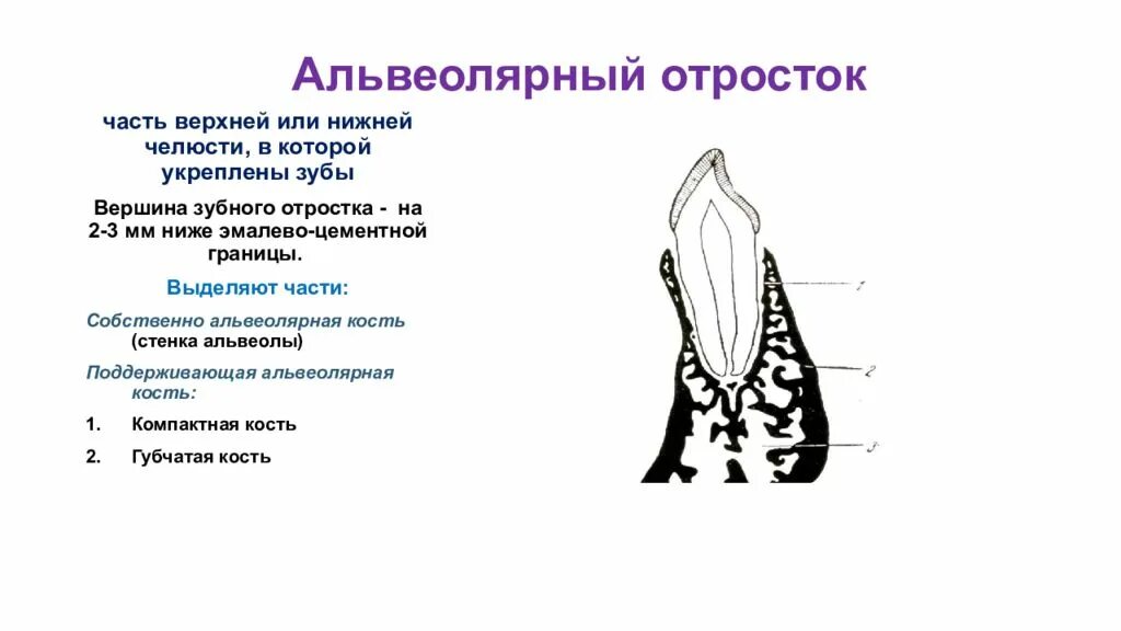 Альвеолярная кость зуба строение. Строение альвеолы в челюсти. Строение альвеолярного отростка. Схема строения альвеолярного отростка.