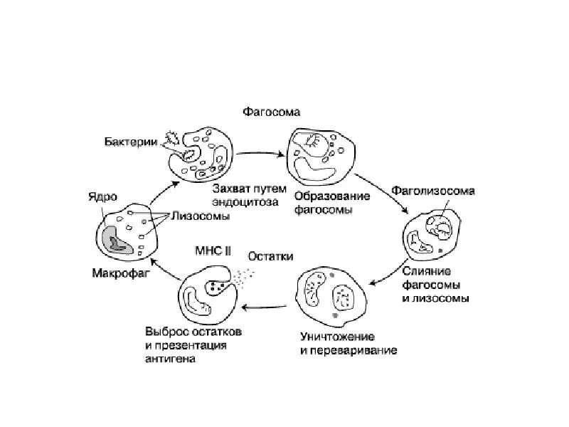 Схема фагоцитоза в иммунологии. Этапы фагоцитоза схема. Фазы фагоцитоза схема. Стадии фагоцитоза иммунология схема.