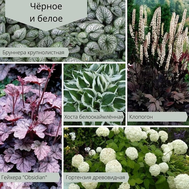 Почему хоста плохо растет. Папоротник хоста гейхера. миксбордер хоста гейхера. хоста бадан гейхера.