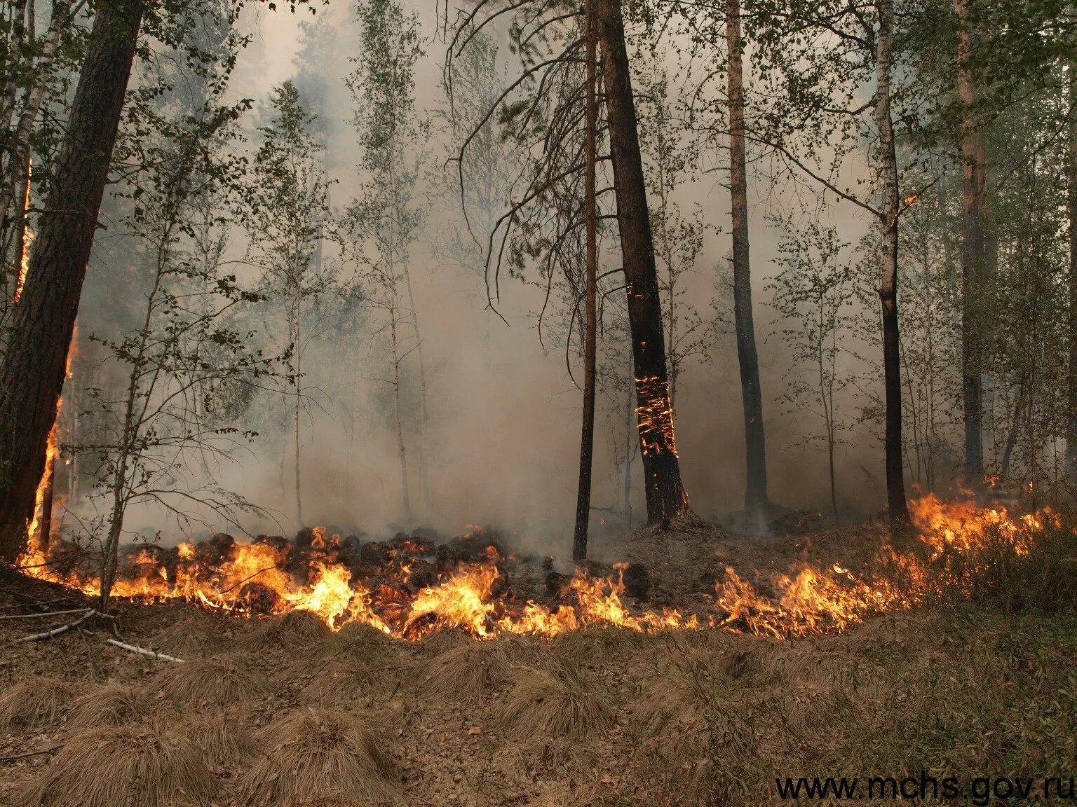 охрана лесов от пожаров. огонь в лесу. пожар на природе. лесные пожары в якутии 2021. низовой беглый лесной пожар.
