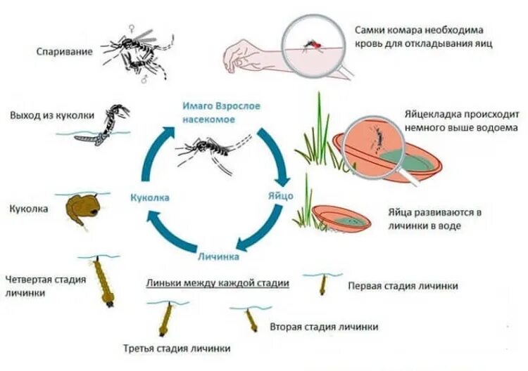 Какое развитие у малярийного комара. Жизненный цикл развития малярийного комара. Жизненный цикл комара Anopheles. Стадии жизненного цикла комара. Цикл развития москита схема.