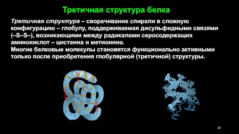 Гидрофобные радикалы повернуты внутрь глобулы. Третичная структура белка дисульфидные связи. Третичная глобулярная структура белка. Третичная структура белка глобула. Третичная структура белка связи между радикалами.