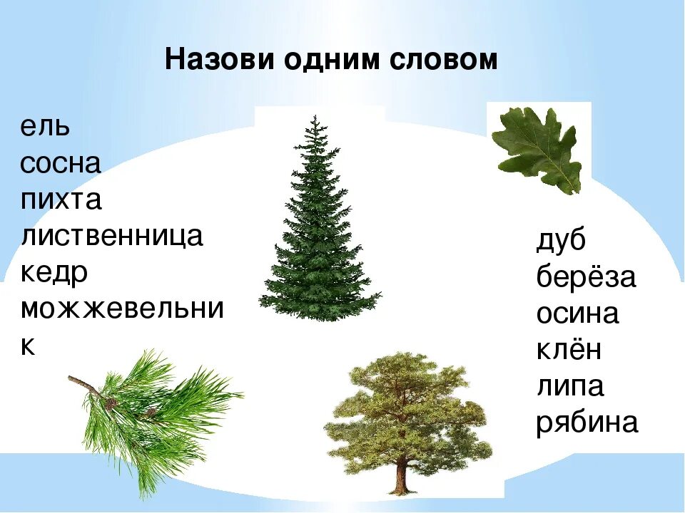 Хвойные и лиственные. Сосна кедр пихта. Ель пихта кедр лиственница. Хвойные деревья ель сосна пихта кедр. Ель пихта кедр.