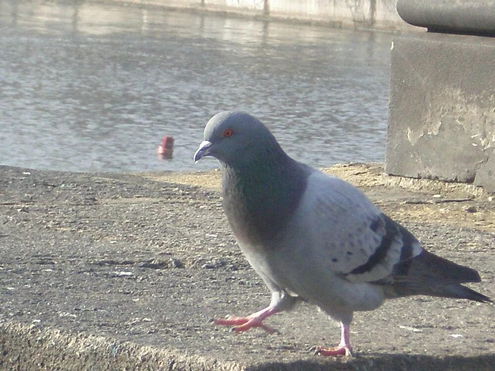 Голуби ходят. Голубь идет. Голубь кивает. Походка голубя. Голубь шагает.