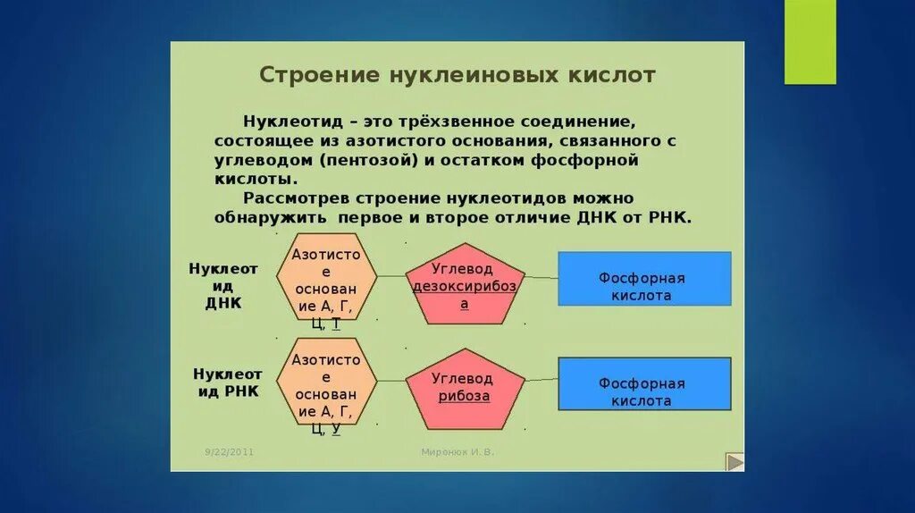 Что входит в состав нуклеотида рнк. Структура нуклеиновых кислот формула. состав нуклеиновых кислот схема. состав и строение нуклеиновых кислот. строение нуклеотида днк и рнк.