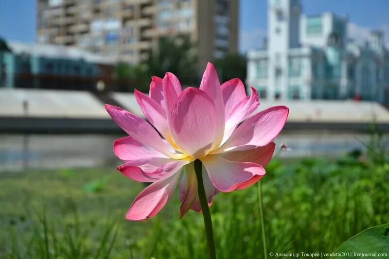 Сайт лотоса астрахань. Лотос Астрахань цветок. Лотос 105. Астрахань достопримечательности Лотосы.