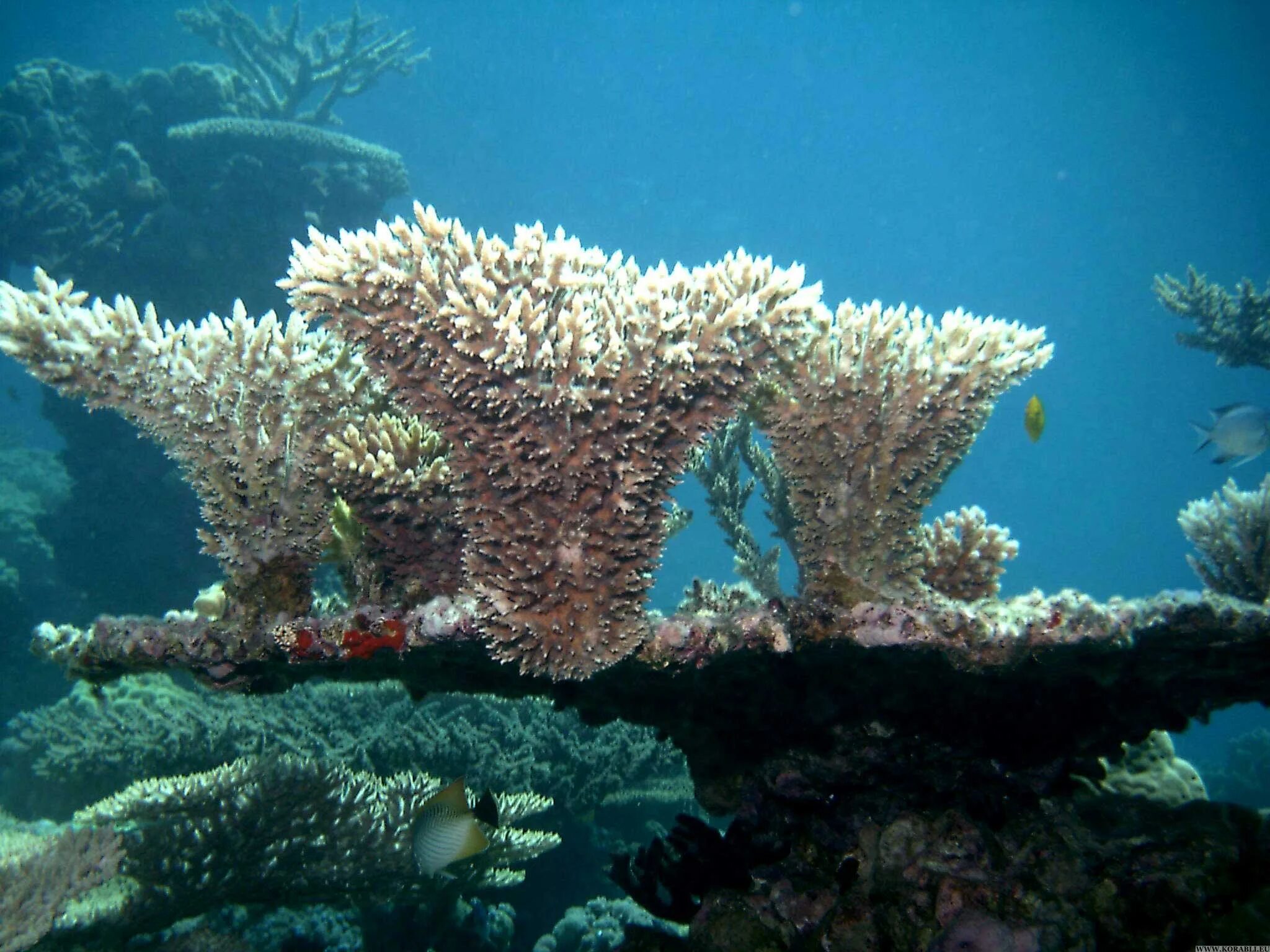 Coral more. Колониальные коралловые полипы. Морские коралловые полипы. Полип и коралловый полип. Коралловые полипы кораллы.