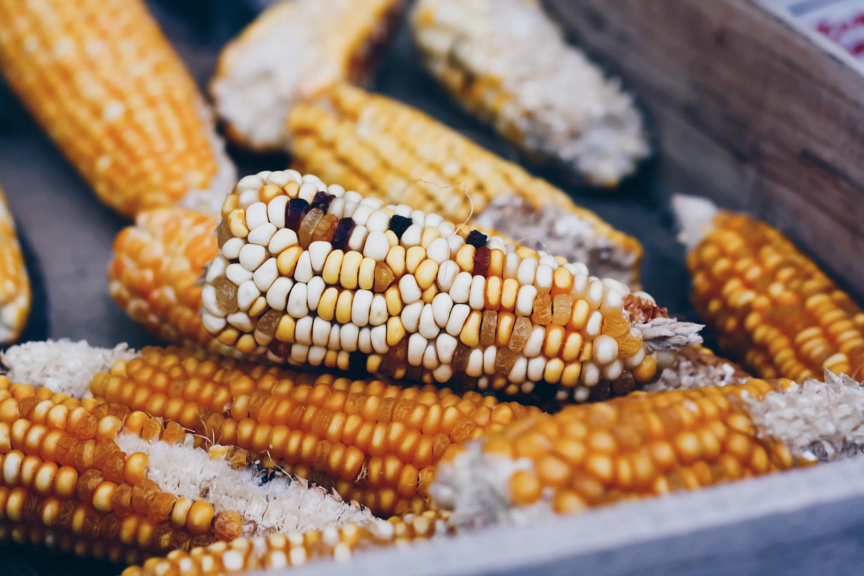 Кукуруза. Кукурузный початок. Кукуруза (зерно). Кукуруза это овощ. Corn кукуруза