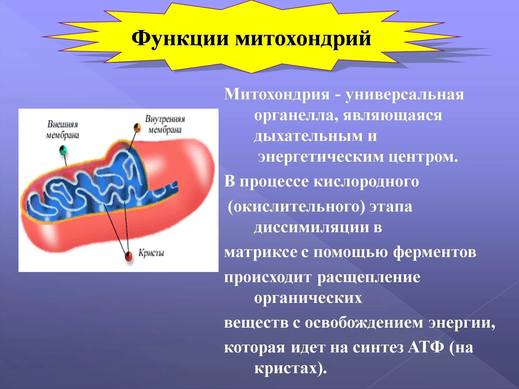 Функция митохондрии является. Митохондрии функции. Митохондрия процесс. Процессы происходящие в митохондриях клетки. Какой процесс проходит в митохондрии.