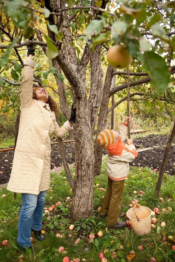 We are gathering apples in the garden