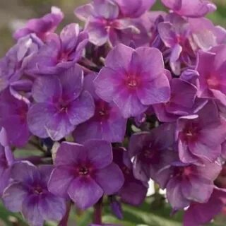 Флокс суфле