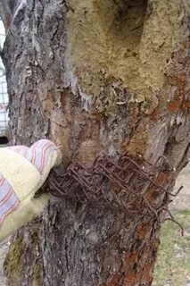 Замазать яблоню