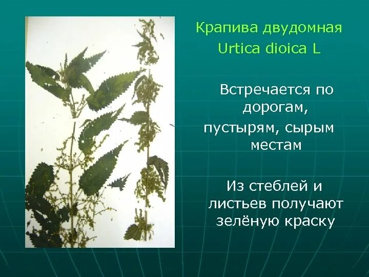 Среда обитания крапивы. Крапива двудомная (Urtica dioica l.). Крапива двудомная гербарий. Крапива двудомная побег. Край листа у крапивы двудомной.