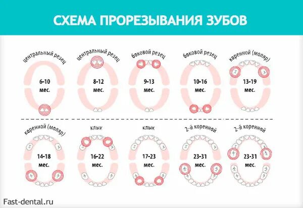 Причины появления зубов. График прорезывания жевательных зубов. Прорезывание зубов у детей. Болезненное прорезывание зубов.