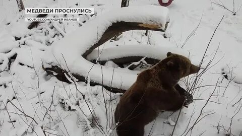 Что едят медведи зимой