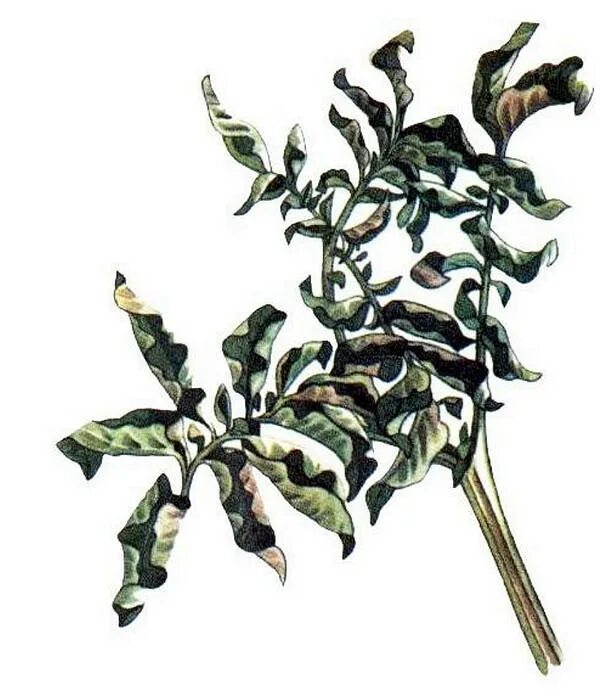 Растения со скрученными листьями. У лимонного дерева скручиваются листья. У папоротника скручиваются листья. Кудрявый фикус барок. Болезни пионов скручивание листьев.