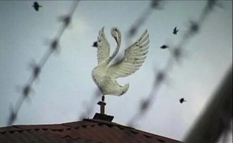 Смотрящий в белом лебеде