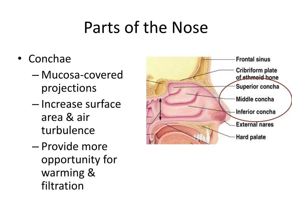 Тело на английском. Части речи в англ яз. Core in body meaning. Части речи в английском языке таблица. Части тела человека названия.