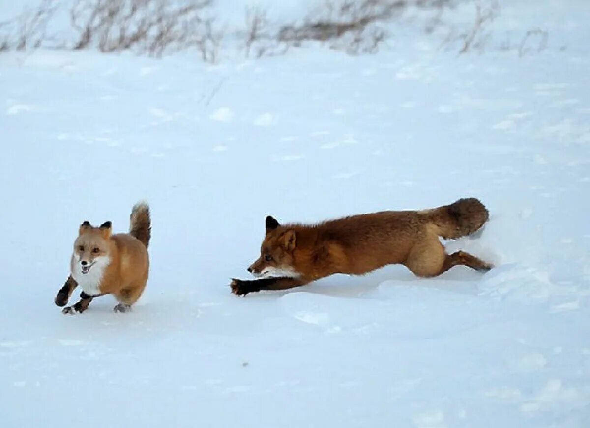 Брачный период лисов. Лиса бежит. Лиса бежит по снегу. Лиса убегает.