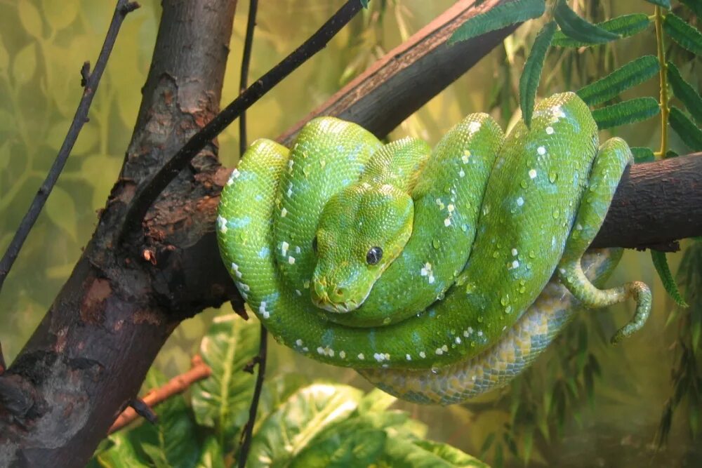 Snakes world. Смарагдовый полоз зеленый. Зоопарк змея питон. Зеленая змея. Змеи в зоопарке.