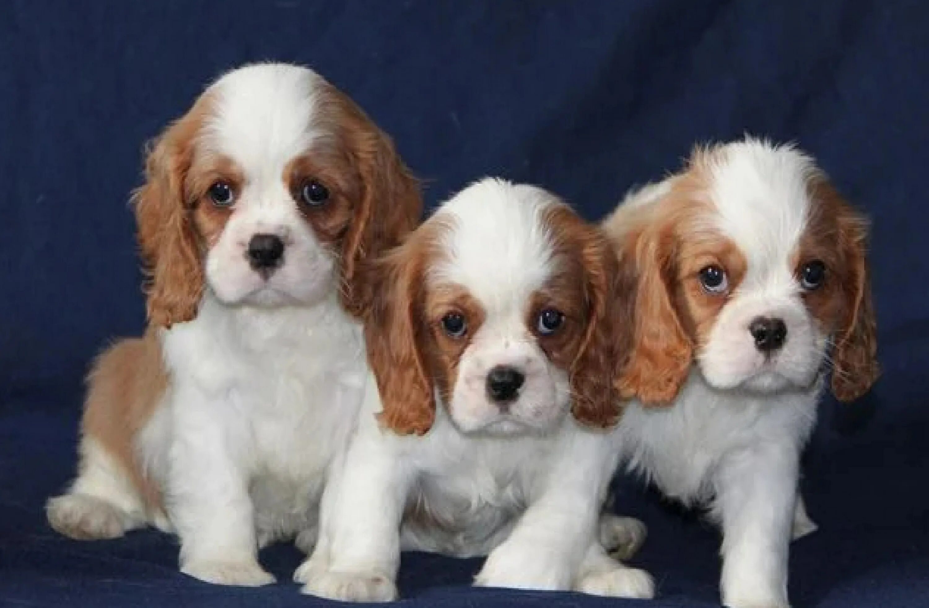 Cavalier King Charles Spaniel for sale in the city of Prague (Czech Republic) ➤ 