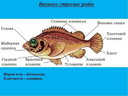Морская рыба характеристика