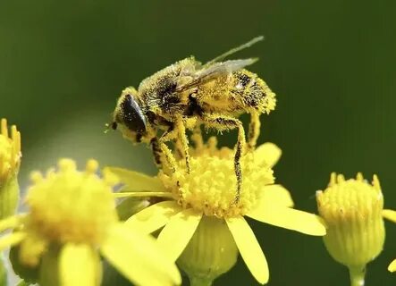 Honey bee pollen