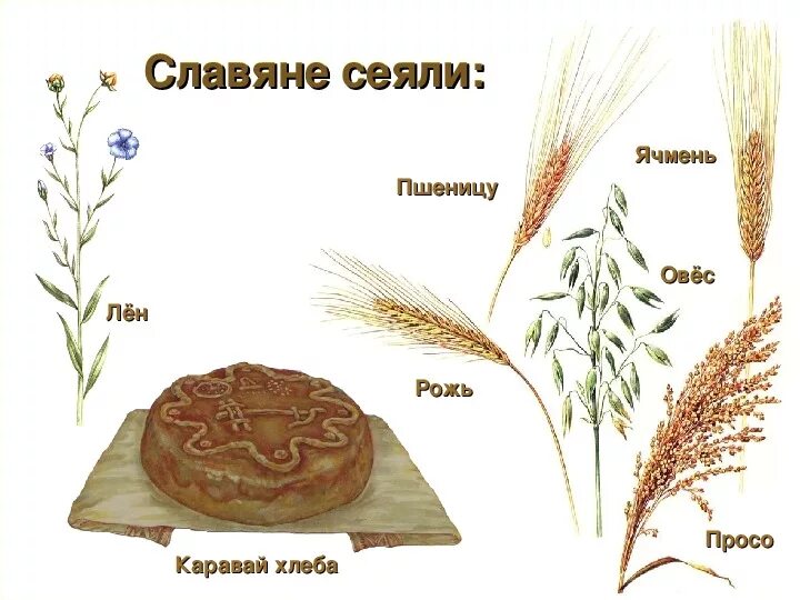 Лен овес. Рожь и овес. Что сеяли славяне. Пшеница рожь ячмень просо. Пшеницу, рожь, просо, овес, ячмень.