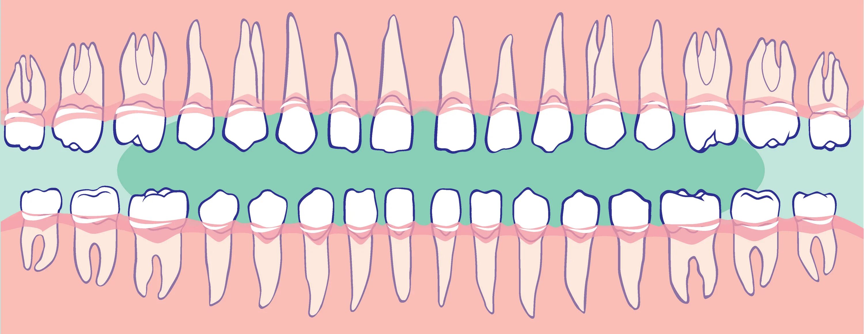 Как называются корни зубов. Корни зубов нижней челюсти.