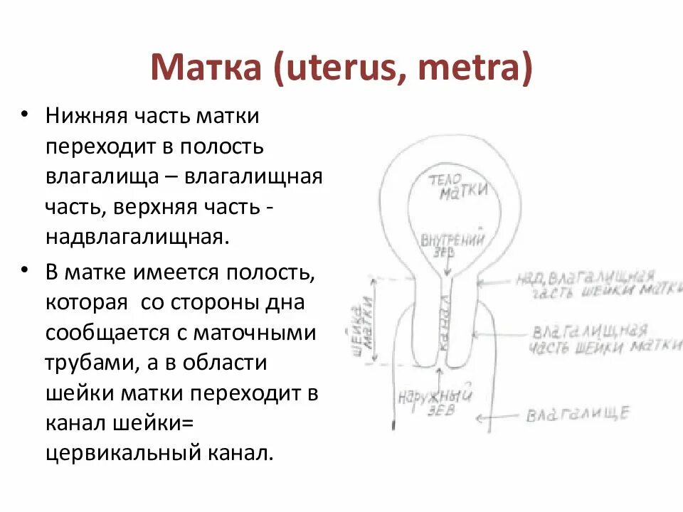 Описание женского пола. Шейка матки надвлагалищная часть. Надвлагалищная часть шейки матки анатомия. Надвлагалищная часть шейки матки латынь.