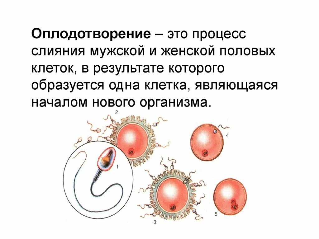 Процесс за которым следует оплодотворение. Схема оплодотворения человека биология. Оплодотворение это процесс слияния гамет. Этапы оплодотворения биология 8 класс. Оплодотворение слияние половых клеток.