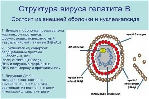 Поверхностный вирус гепатита