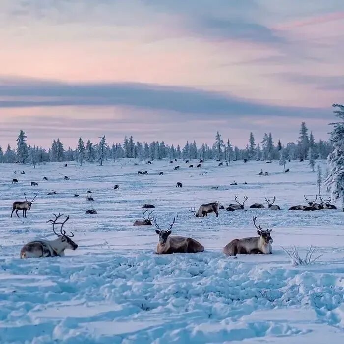 На севере россии занимающем