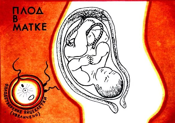 матка и плацента у млекопитающих. плод матери леонардо да винчи. строение плаценты и плодных оболочек. оболочки плодного пузыря. развитие зародыша млекопитающего в матке.