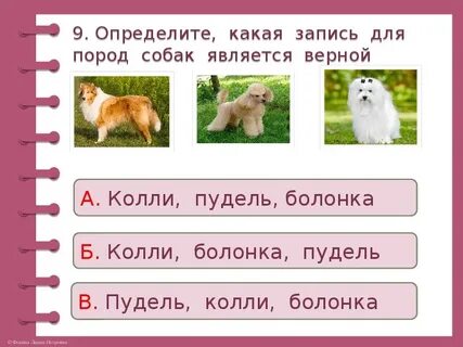 Тест про собак