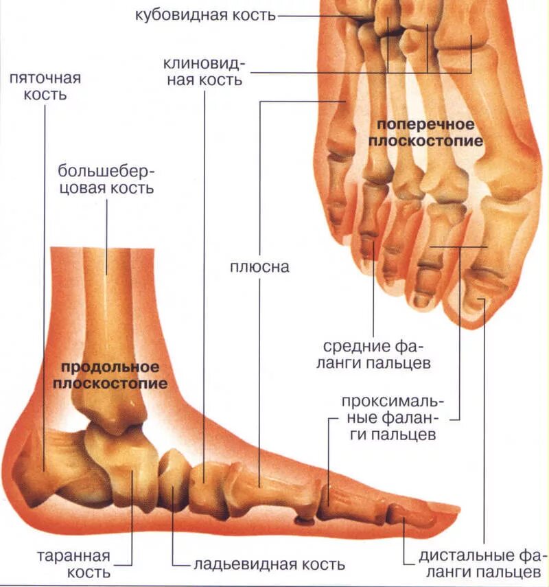 Кости подошвы