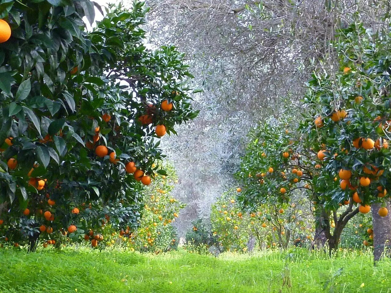 На дереве висят мандарины сначала. Мандариновое дерево в Абхазии. Абхазия Мандариновая роща. Пицунда апельсиновая роща. Мандариновые сады и Рощи Абхазии.