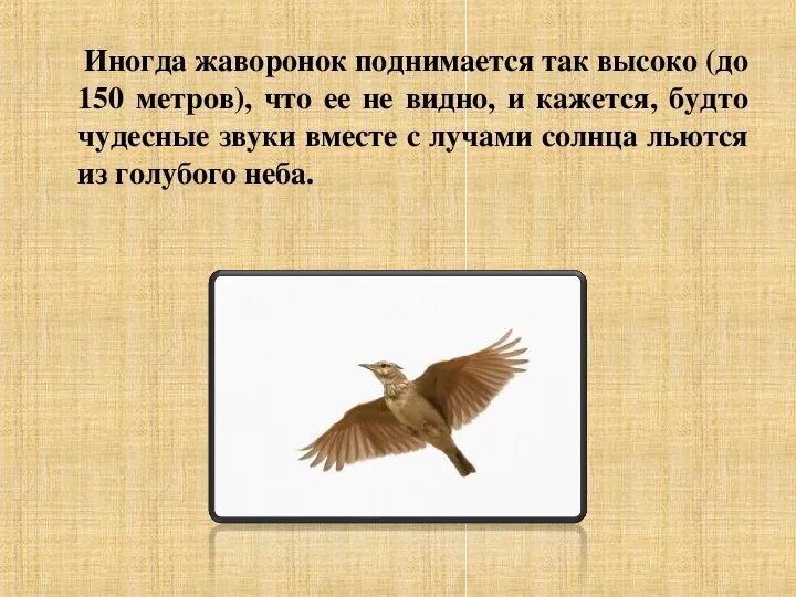 Презентация на тему Жаворонок. Поющий Жаворонок поднявшись. Фон для презентации Жаворонки. Схема описания жаворонка. Где живет жаворонок