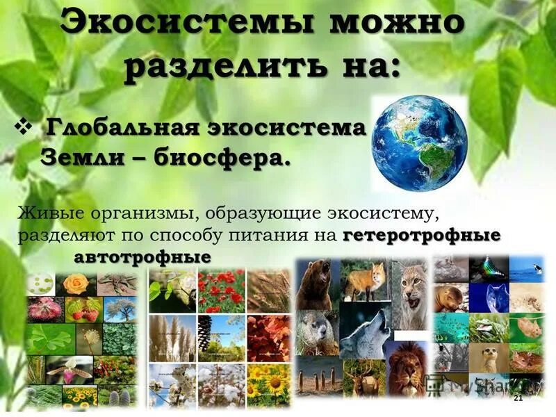 уровни организации жизни. уровни организации живого. что представляет собой биосфера. экосистемы образующие биосферу. экосистемы образующие биосферу.