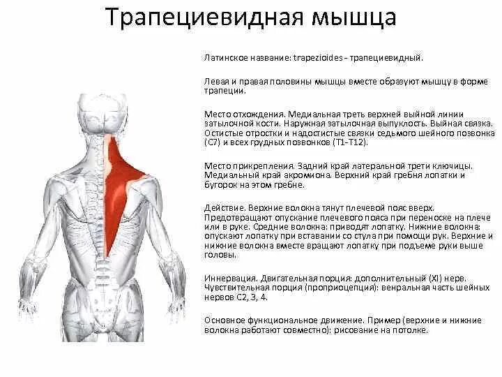 Трапециевидная функция. Иннервация трапециевидной мышцы спины. Трапециевидная мышца спины вид сбоку.