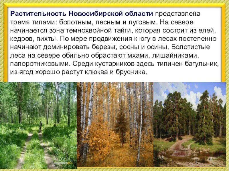 В какой природной зоне находится новосибирская. Разнообразие природы Новосибирской области. Природа Новосибирской области проект. Растительный мир Новосибирской области. Природа родного края Новосибирская область.