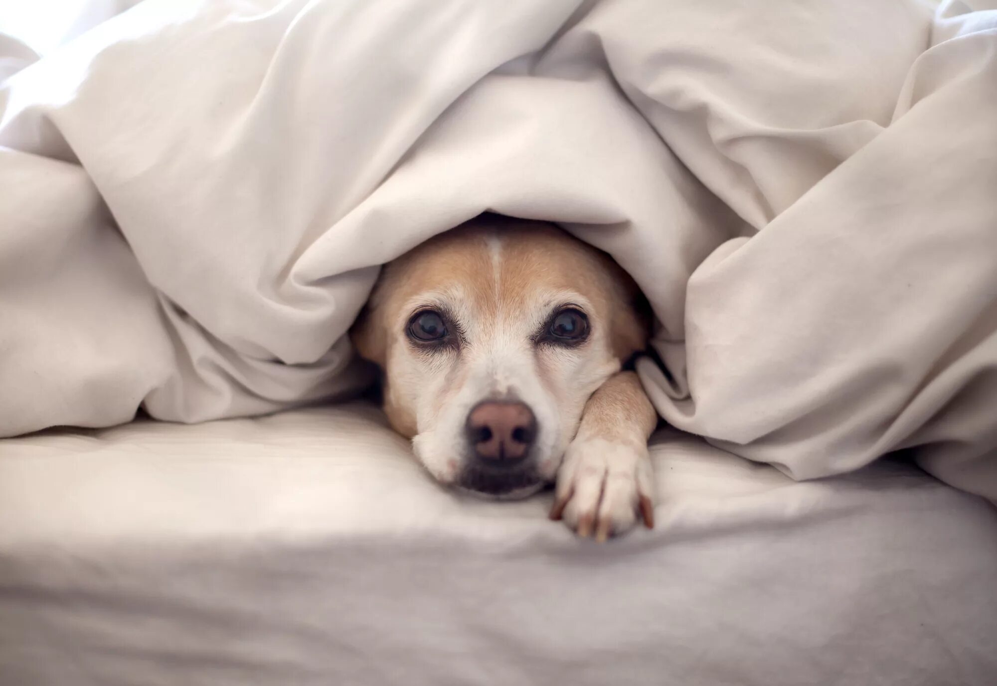 Если приснилась собака. Собака под одеялом. Выглядывает из под одеяла. Кровать для собаки. Собака в одеяле.