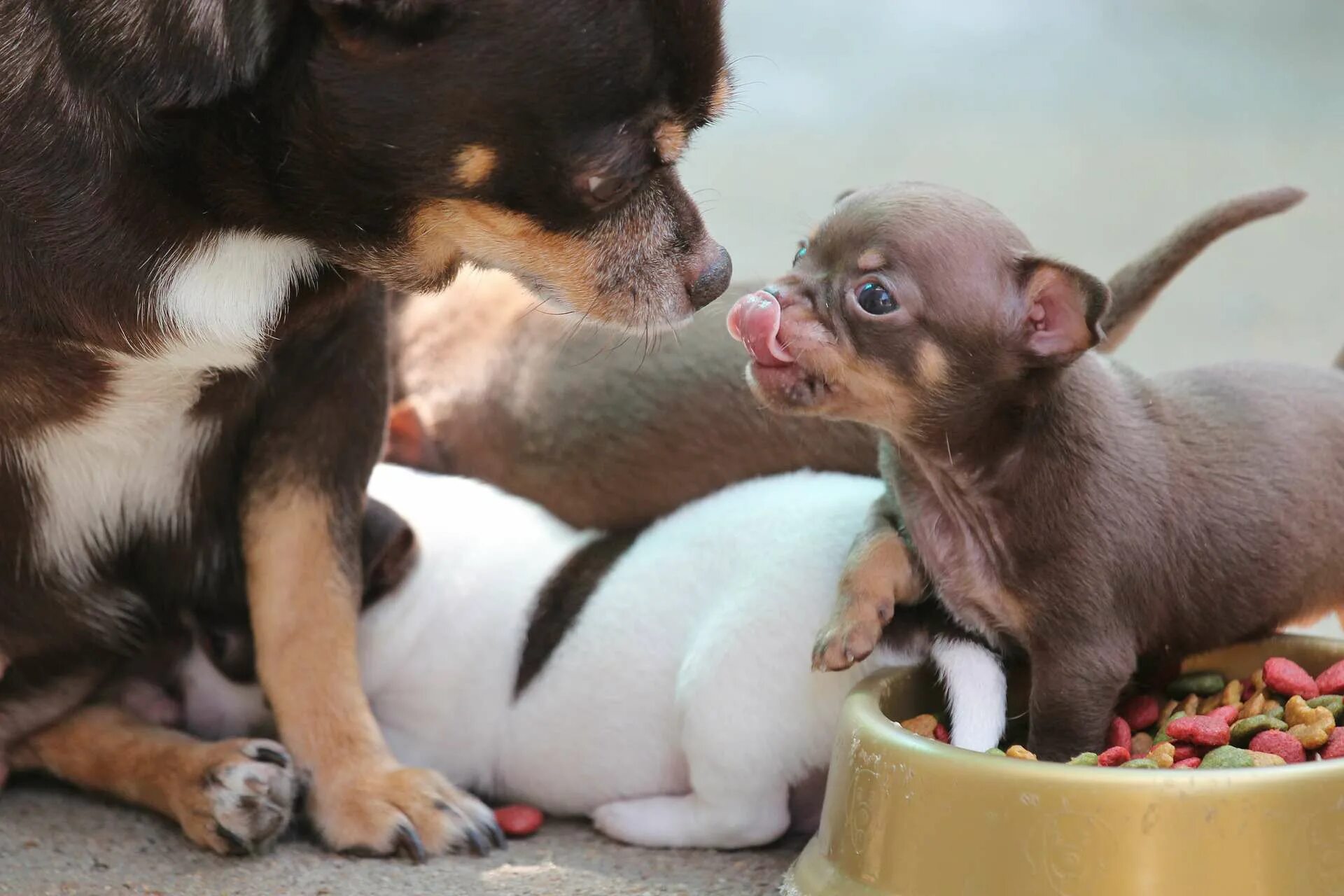 Чихуахуа Пуппи. Новорожденные щенки чихуахуа. Про маленького щенка. Мелкие домашние животные. Русские мама собаками