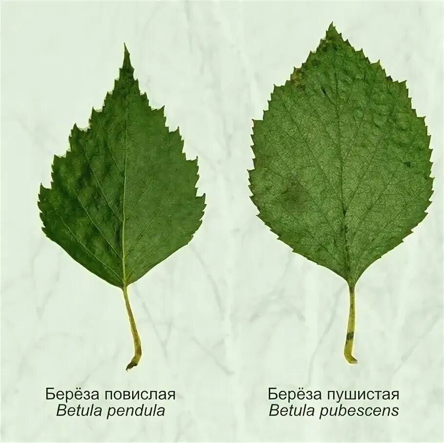 Супротивное листорасположение - Арт Минск.ру
