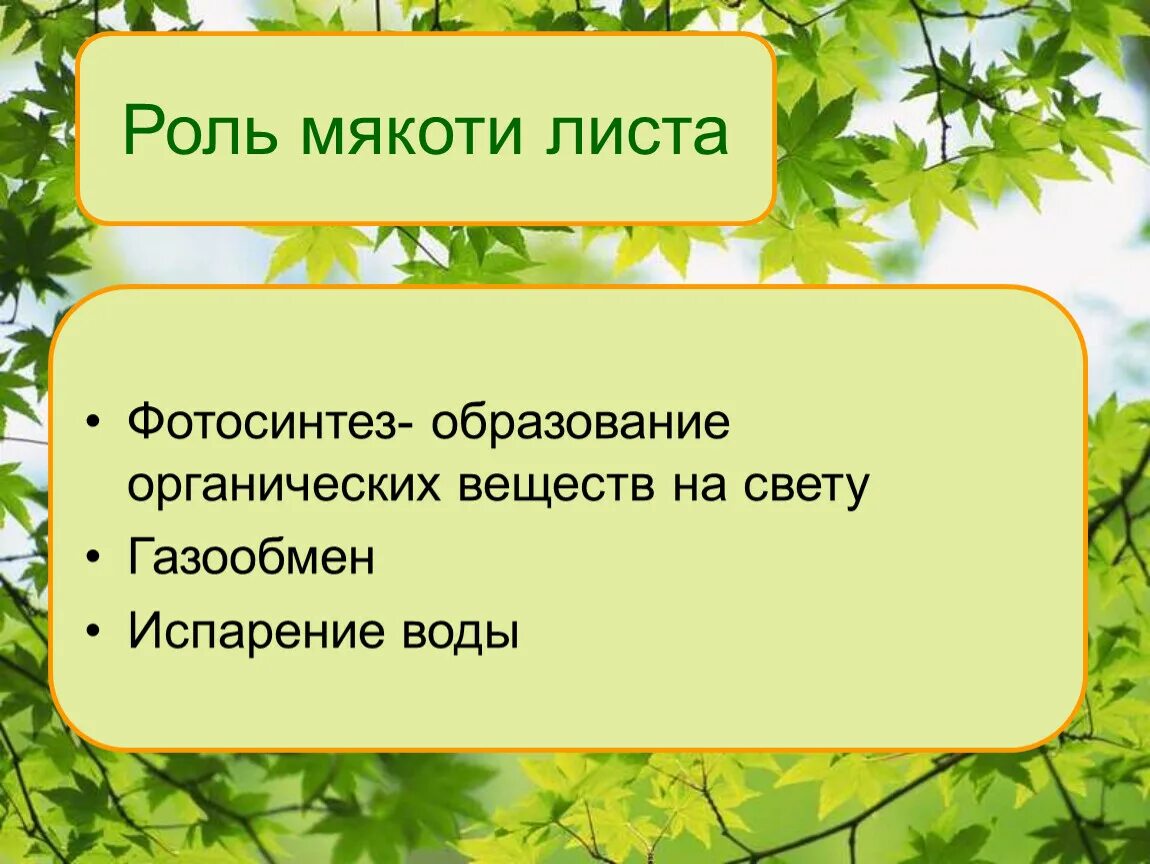 Биология 6 класс функция листьев. Функция мякоти листа биология 6 класс. Функции мякоти листа. Функция мякоти листа биология 6. Какую функцию выполняет мякоть листа.