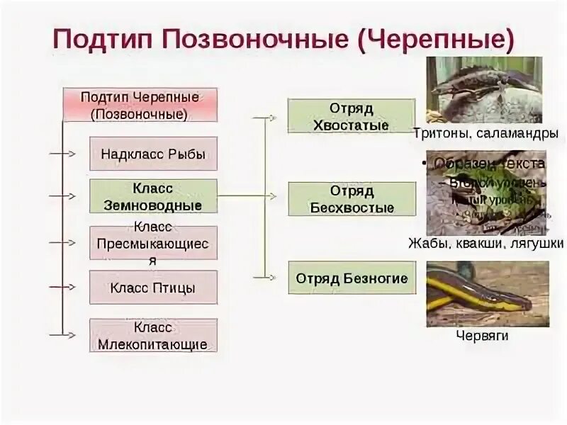 Подтип позвоночные классификация. Таблица по биологии 7 класс Подтип позвоночные Черепные. Тип ходовые Подтип чехепные. Подтип Черепные таблица.